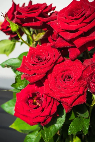 Rosas vermelhas com gotas — Fotografia de Stock