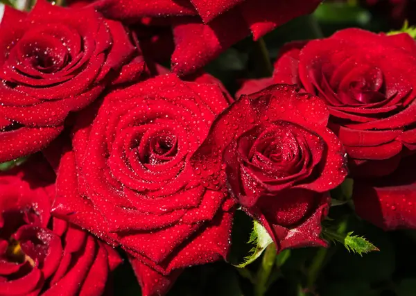 用滴的红玫瑰 — 图库照片