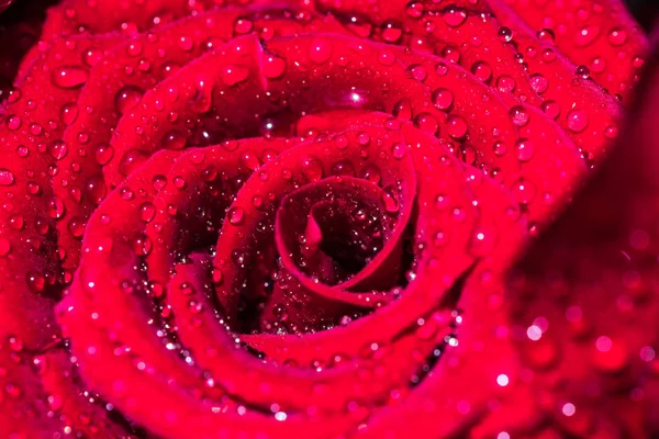 Czerwone róże z kropli — Zdjęcie stockowe