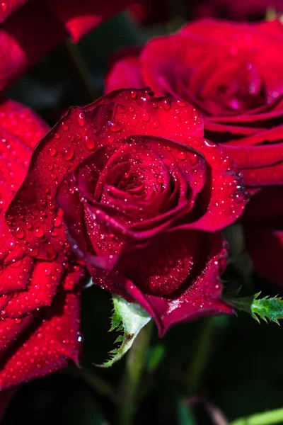 Rosas vermelhas com gotas — Fotografia de Stock