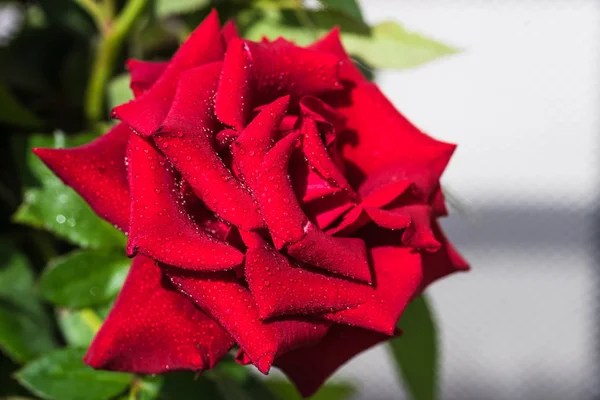 用滴的红玫瑰 — 图库照片