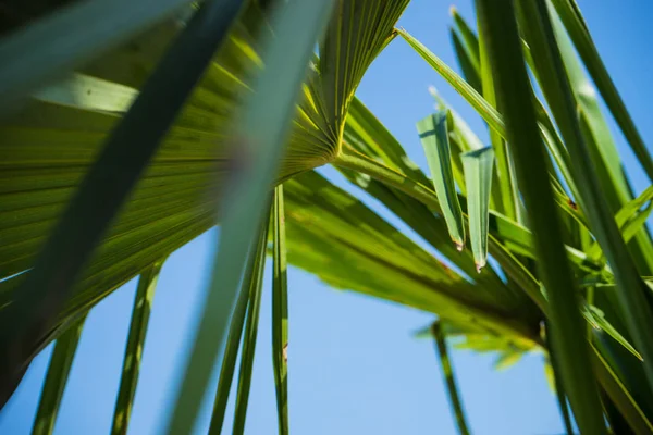Palm tree in sunshine — Stock Photo, Image
