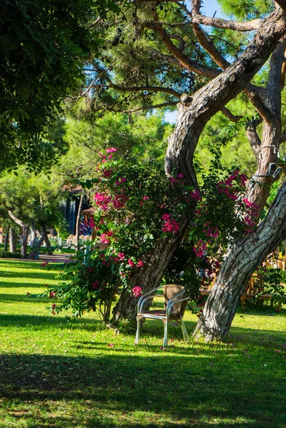 Parque de verão paisagem — Fotografia de Stock