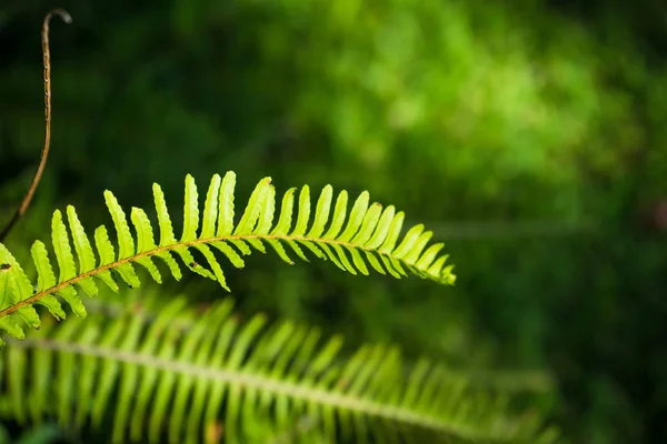 Nephrolepis exaltata (The Sword Fern) — Stock Photo, Image