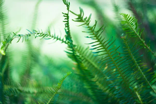 Nephrolepis exaltata (The Sword Fern) — Stockfoto