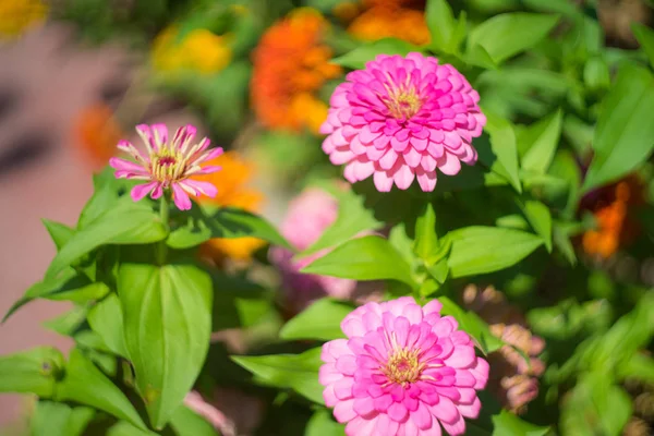 Jesienne kwiaty w ogrodzie — Zdjęcie stockowe