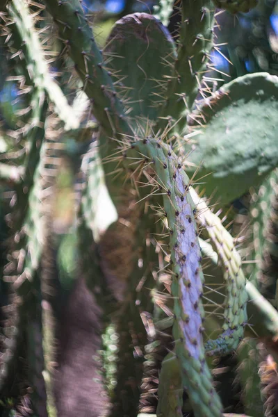 Agave cactus all'aperto — Foto Stock