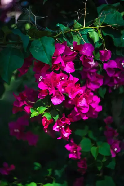 Flores de Bougainvillea rosa — Fotografia de Stock