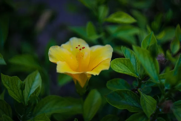 Hibiscus τα λουλούδια στον τροπικό κήπο — Φωτογραφία Αρχείου