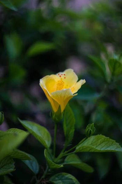 Hibiscus τα λουλούδια στον τροπικό κήπο — Φωτογραφία Αρχείου