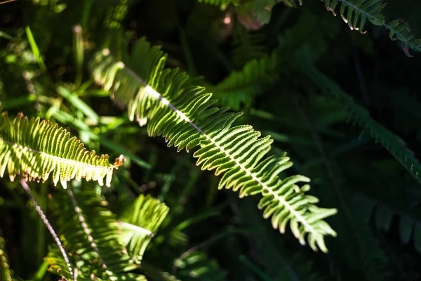 Nephrolepis exaltata (The zwaardvaren) — Stockfoto