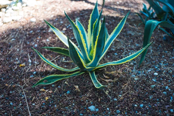 Cactus de agave al aire libre — Foto de Stock