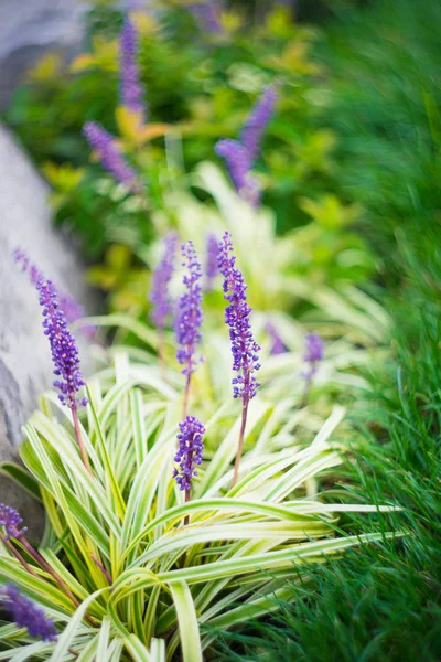 Autumnal flowers in a garden — Stock Photo, Image