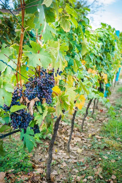 Höstigt landskap av Kakheti regionen — Stockfoto