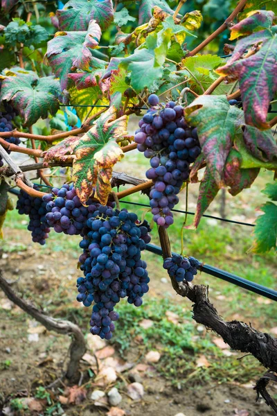 Paesaggio autunnale della regione di Kakheti — Foto Stock