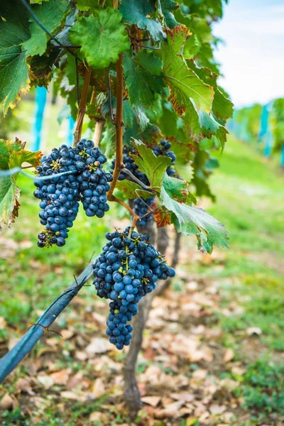 Autumnal landscape of Kakheti region — Stock Photo, Image