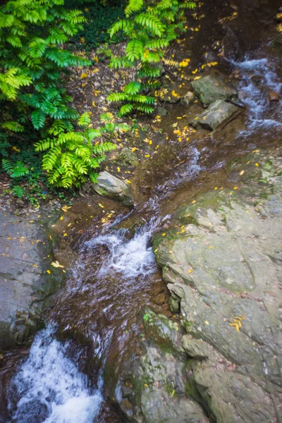 Creek στην το τροπικό Καρντεν — Φωτογραφία Αρχείου