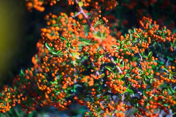 Leuchtend rote Beeren am Strauch — Stockfoto