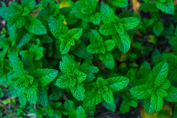 Mint herbal di taman — Stok Foto
