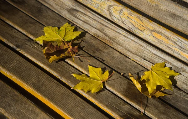 Feuilles jaunes dans un parc — Photo