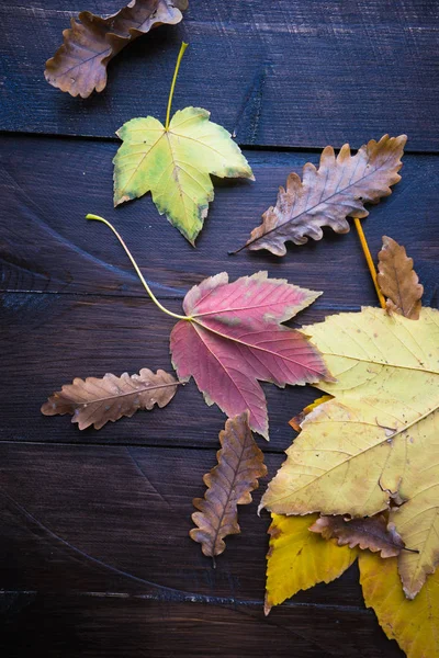 Concept automnal avec feuilles jaunes et rouges — Photo