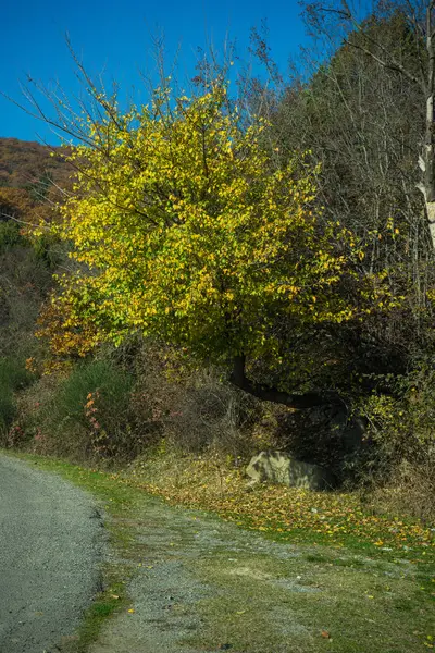 Herbstliche Landschaft der Kartli-Region — Stockfoto