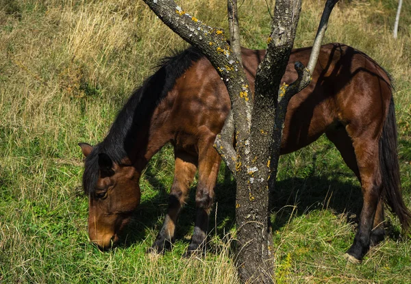 Koń w dziedzinie jesienny — Zdjęcie stockowe