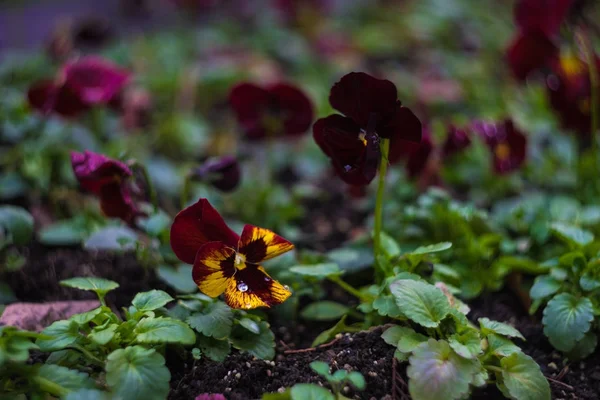 Tricolorní violy v zahradě — Stock fotografie