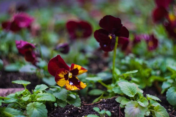 Tricolor violas in garden — Stock Photo, Image