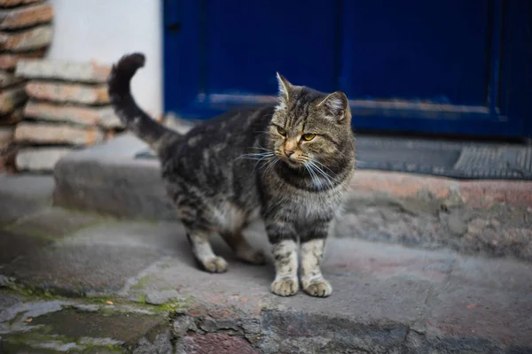 Gato sin hogar al aire libre — Foto de Stock