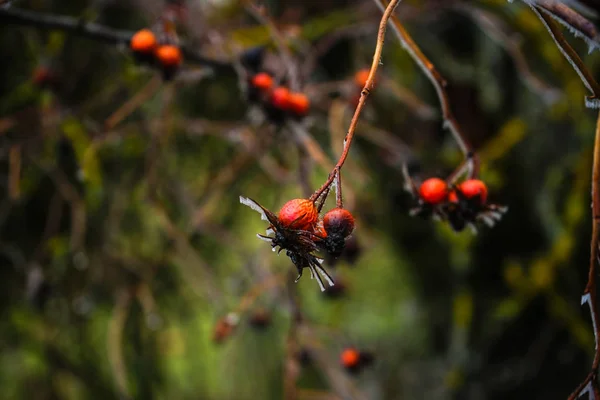 Winter buiten de stad — Stockfoto