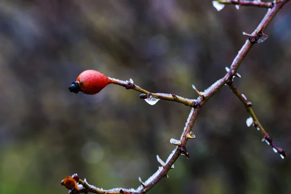 Inverno fuori città — Foto Stock