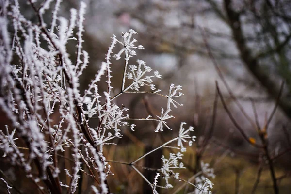 Invierno fuera de la ciudad —  Fotos de Stock