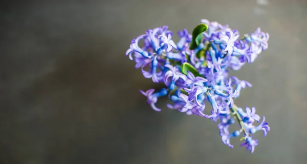 Spring concept with hyacinth — Stock Photo, Image