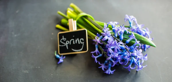 Concepto de primavera con jacinto — Foto de Stock