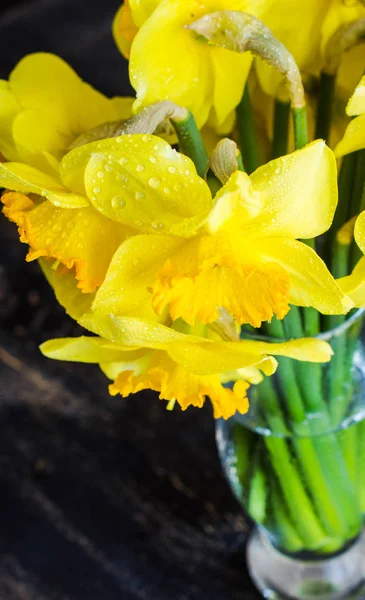 Spring concept with bright yellow daffodil flowers — Stock Photo, Image