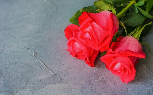 Concepto festivo con rosas rojas —  Fotos de Stock