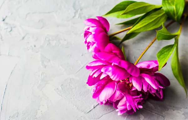 Conceito floral de verão com peônias — Fotografia de Stock