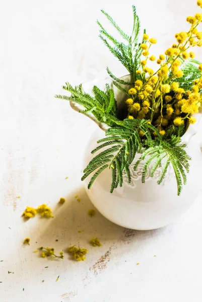 Fiori di mimosa lucenti — Foto Stock