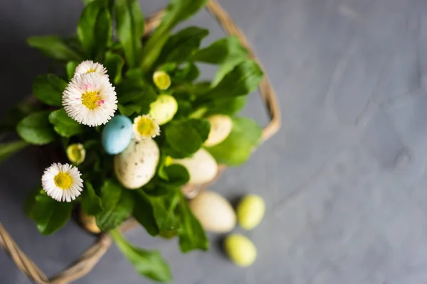 First spring flowers in a pot — Stock Photo, Image