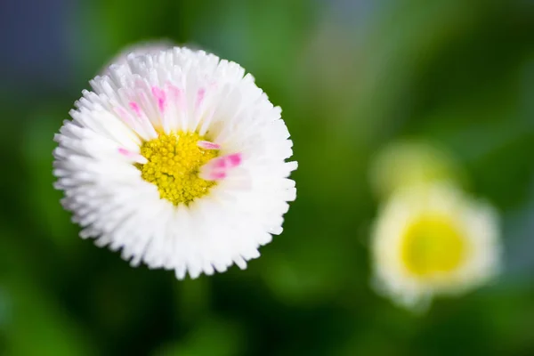 Premières fleurs printanières dans un pot — Photo