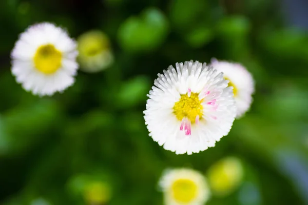 Primeiras flores de primavera em um pote — Fotografia de Stock