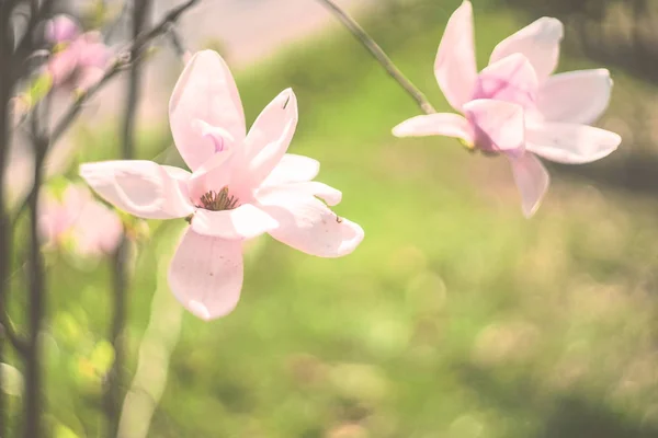 Kvetoucí magnolie strom — Stock fotografie