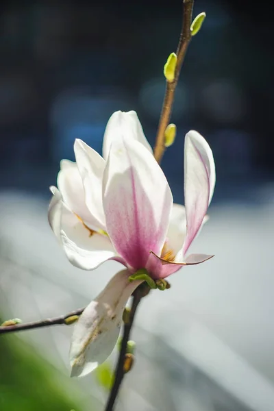 Árbol de magnolia floreciente —  Fotos de Stock