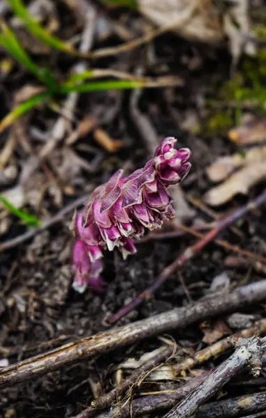 First spring forest flowers — Stock Photo, Image