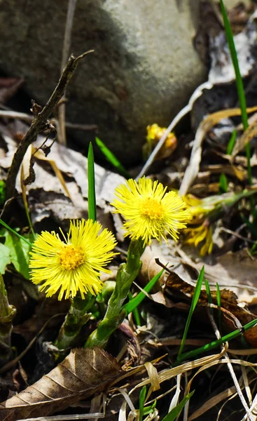 初春の森の花 — ストック写真