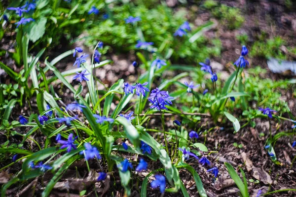 Первая весна Цветок Сиберики — стоковое фото