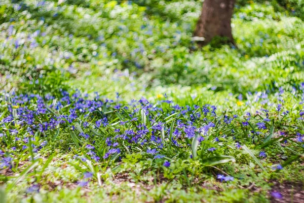 First spring Scilla siberica flowers — Stock Photo, Image