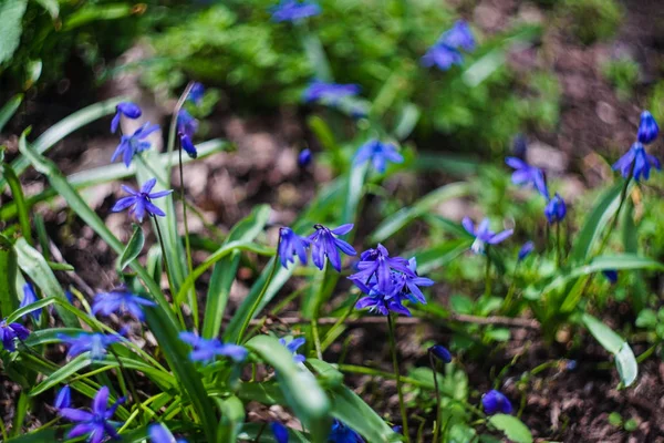 First spring Scilla siberica flowers — Stock Photo, Image