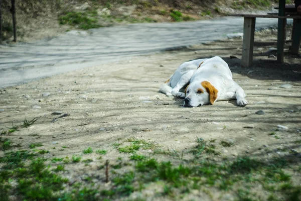 Szép hajléktalan kutya szabadban — Stock Fotó